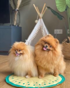 Adopt Teacup Pomeranian Puppies Near Me