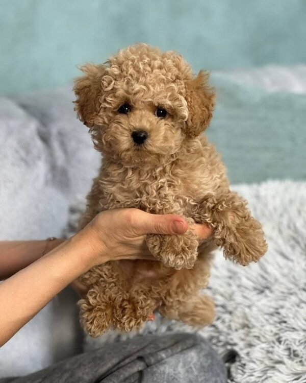Pomeranian Luxating Patella
