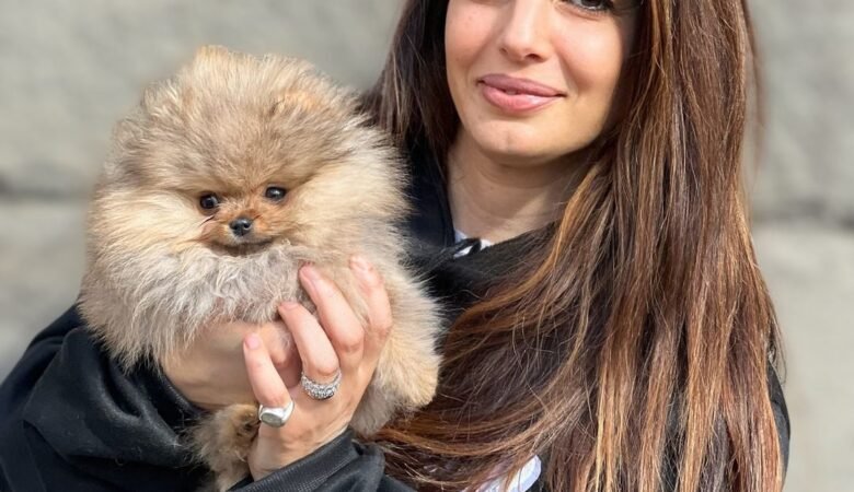 Teacup Pomeranian Hypoglycemia: Feeding Tips for Tiny Puppies