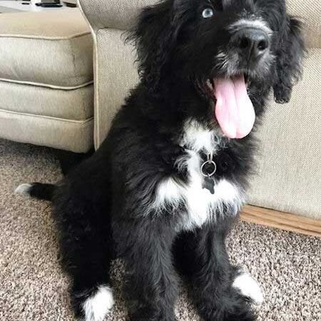 What Vaccinations Does a Bernedoodle Puppy Need