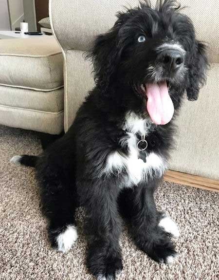 What Vaccinations Does a Bernedoodle Puppy Need