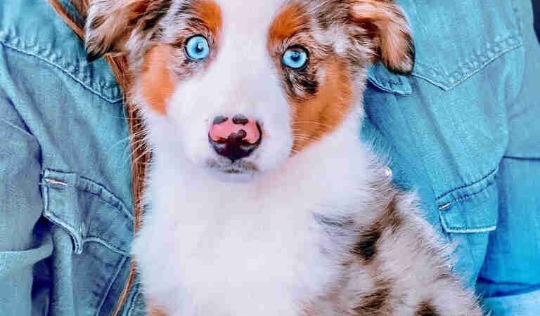 How Do I Know If My Bernedoodle Puppy Is Sick