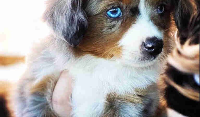 What Are Common Health Problems in Bernedoodles?