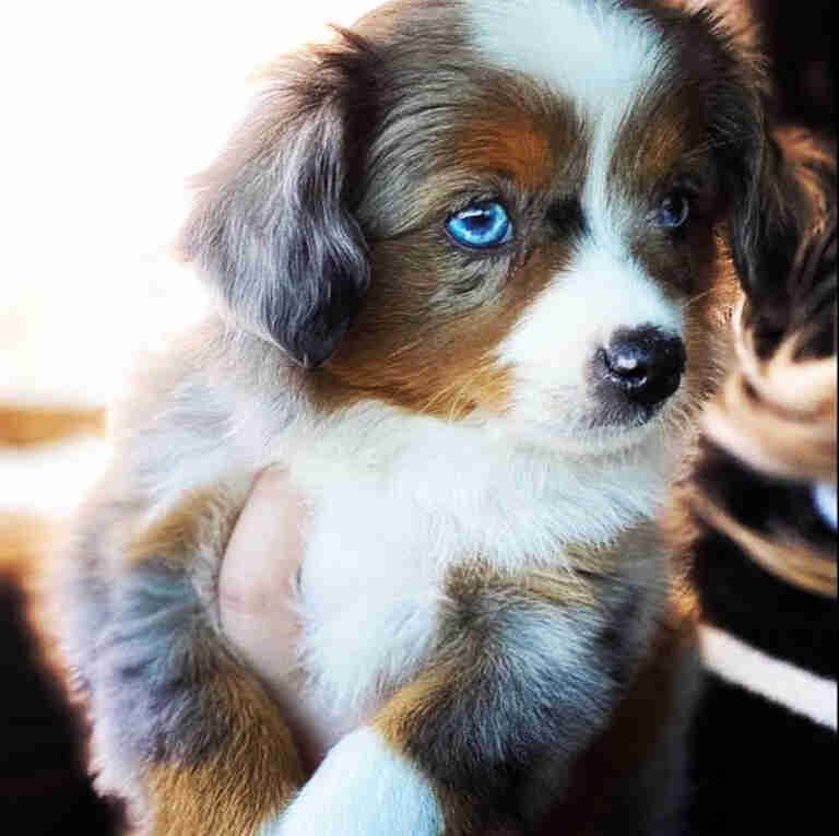 Do Bernedoodles Like Water or Swimming