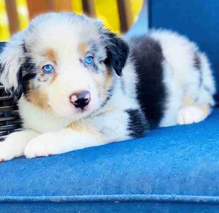 How Often Should I Take My Bernedoodle Puppy to the Vet?