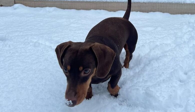Is it okay to leave a Dachshund puppy alone for a few hours