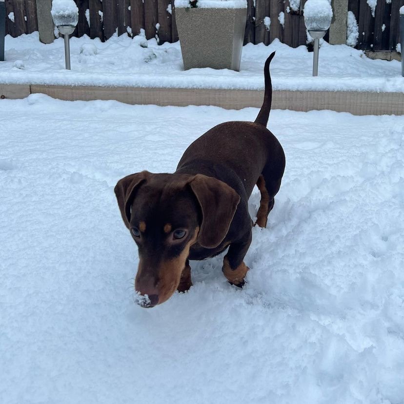 Is it okay to leave a Dachshund puppy alone for a few hours