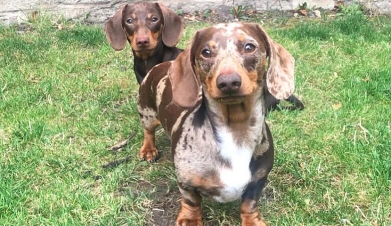 Why is my Dachshund puppy constantly digging