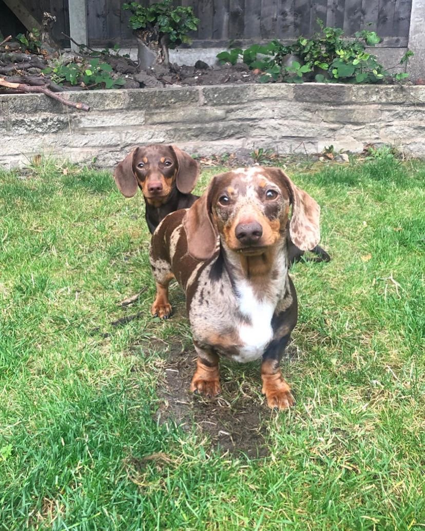 Why is my Dachshund puppy constantly digging