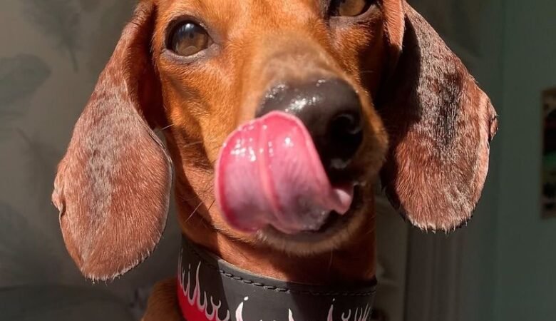 Is it normal for a Dachshund puppy to be aggressive