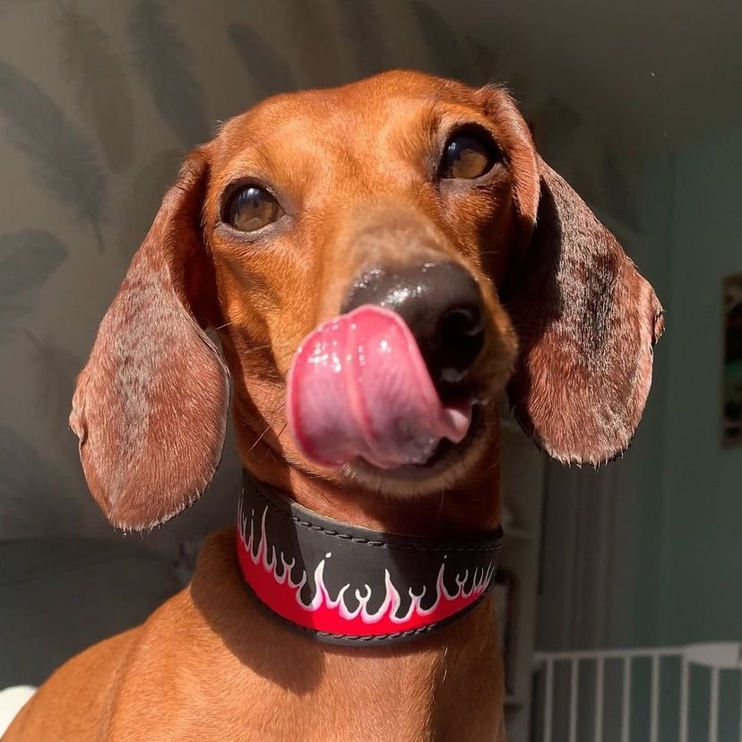 Is it normal for a Dachshund puppy to be aggressive