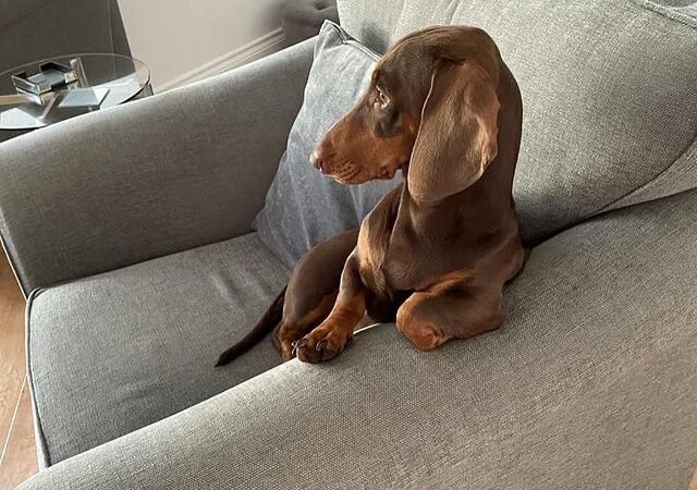 What should I do if my Dachshund growls when touched