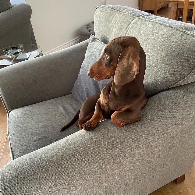 What should I do if my Dachshund growls when touched