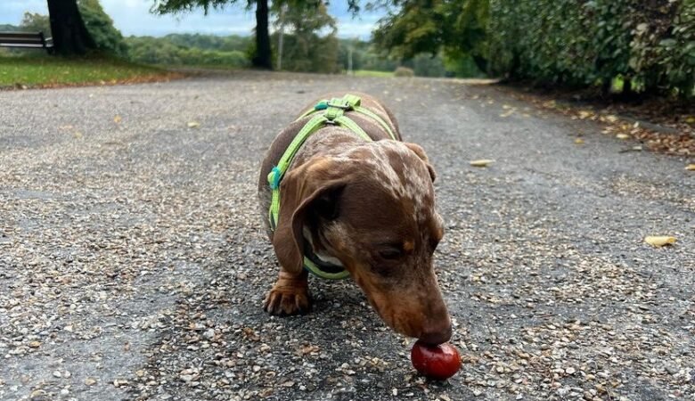 At what age do Dachshund puppies start calming down