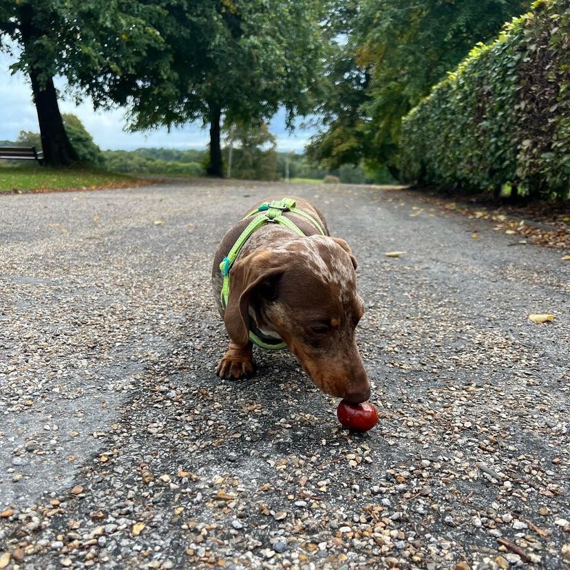 At what age do Dachshund puppies start calming down
