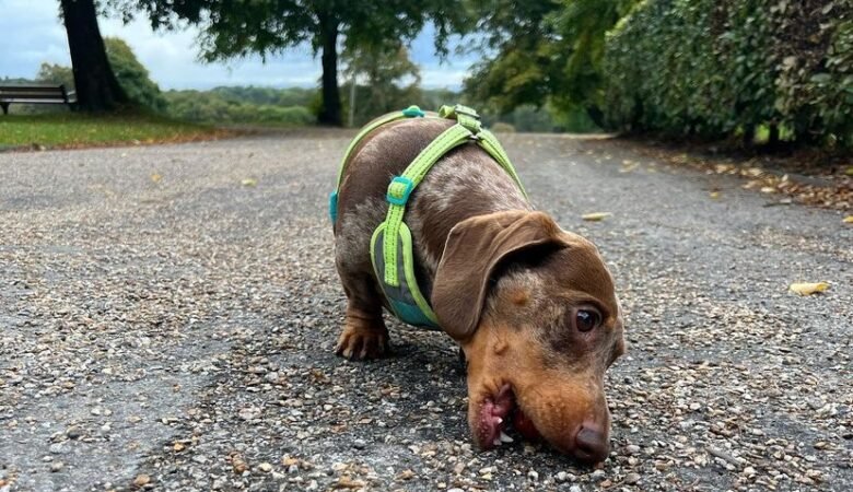 Why does my Dachshund puppy whine so much
