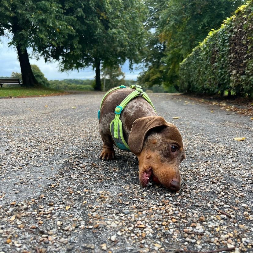 Why does my Dachshund puppy whine so much