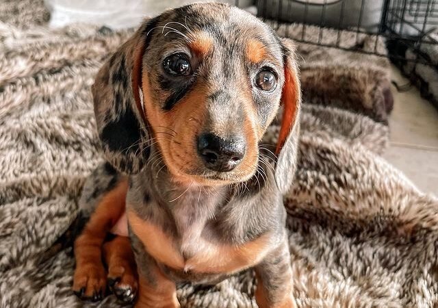 When does a Dachshund puppy become fully grown