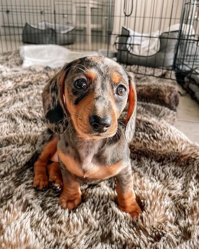 When does a Dachshund puppy become fully grown