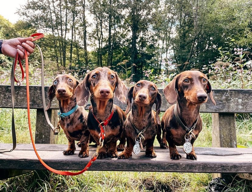 How do I stop my Dachshund puppy from chewing furniture