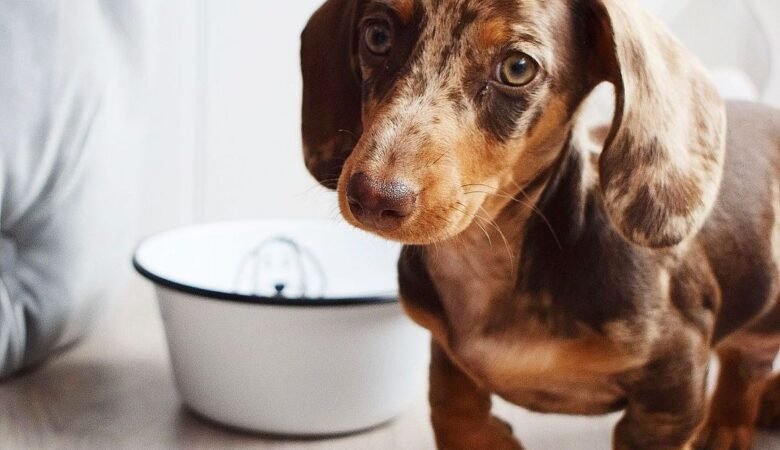 How long does it take for a Dachshund puppy’s adult coat to come in