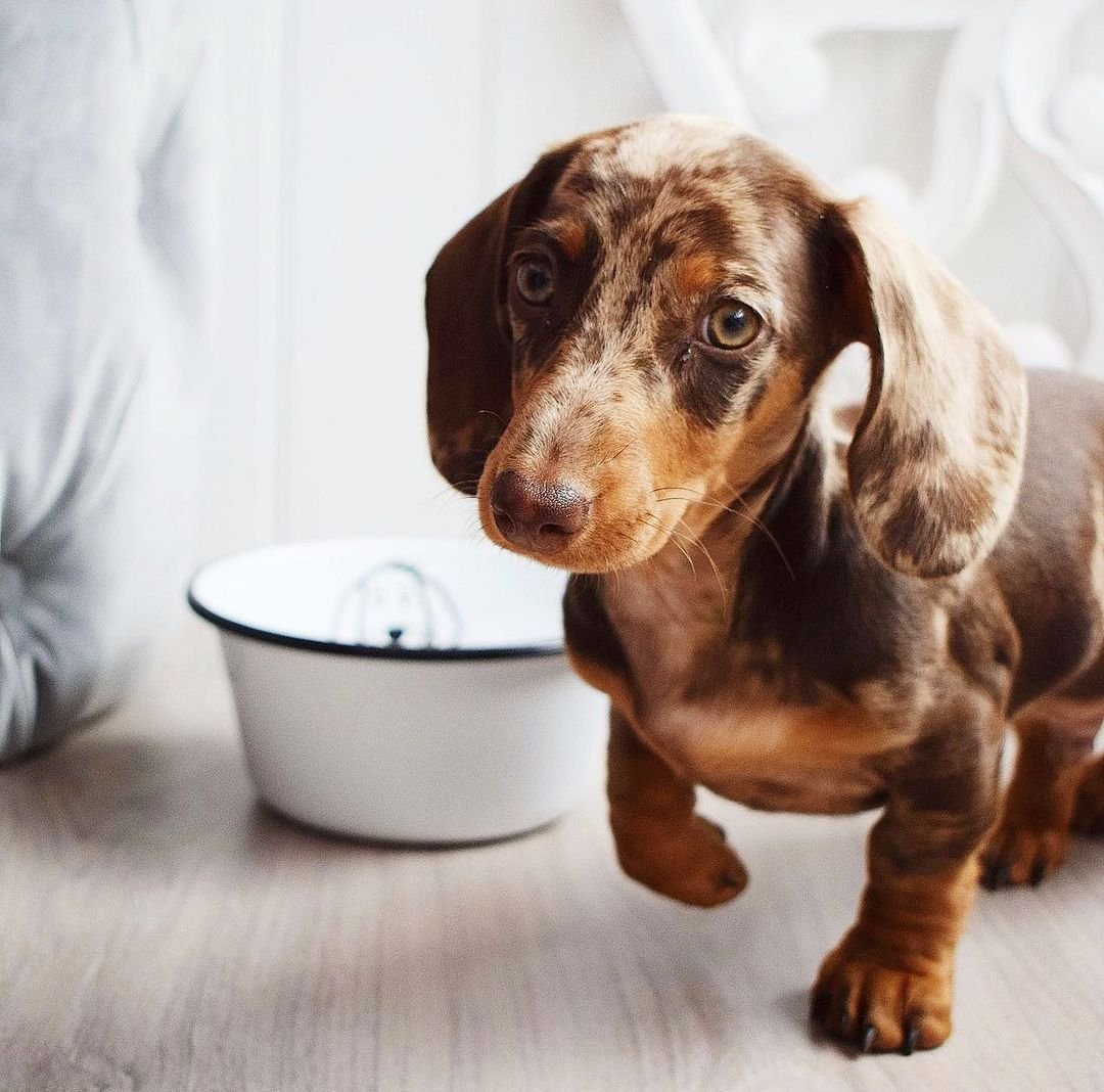How long does it take for a Dachshund puppy adult coat to come in