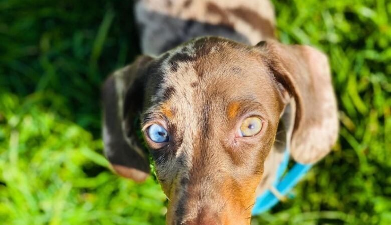 Do Dachshund puppies go through a rebellious phase