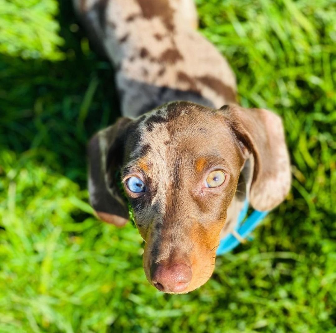 Do Dachshund puppies go through a rebellious phase