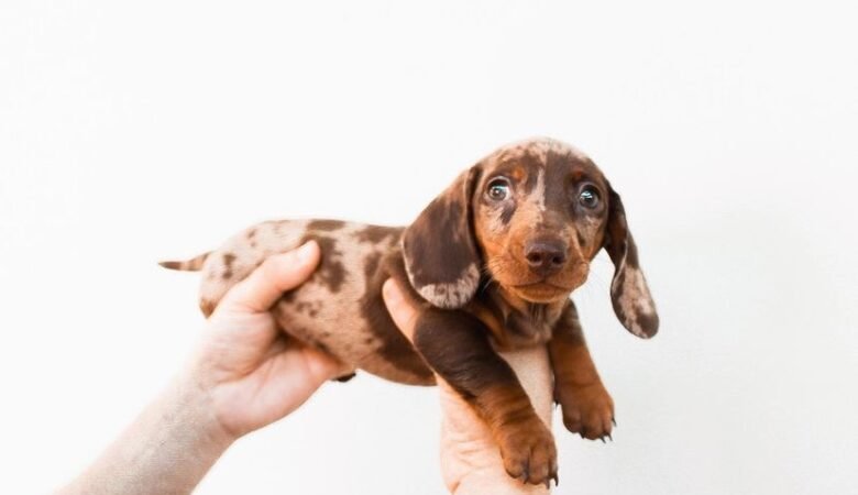 Do Dachshunds need their nails trimmed often