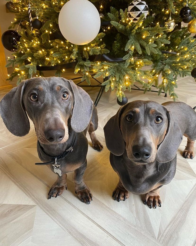 Is my Dachshund puppy too shy around strangers