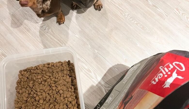 Are Dachshund puppies easy to travel with