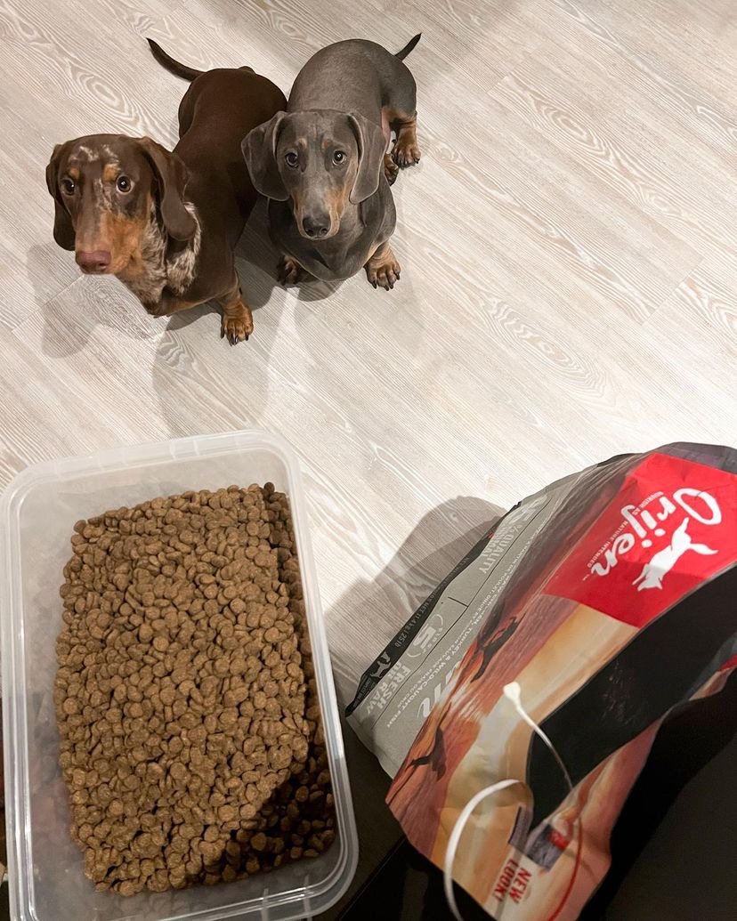 Are Dachshund puppies easy to travel with