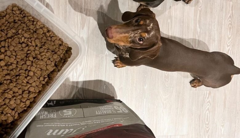 What type of crate is best for a Dachshund on the go