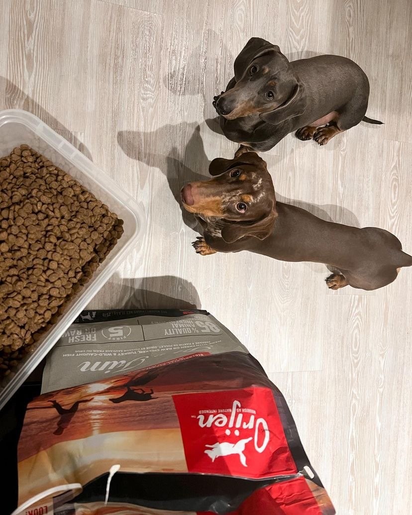 What type of crate is best for a Dachshund on the go