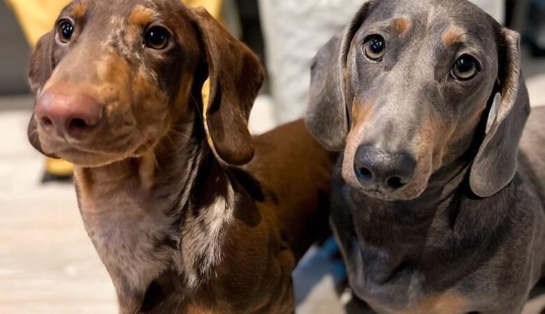 Can a Dachshund Puppy Be Raised with Cats