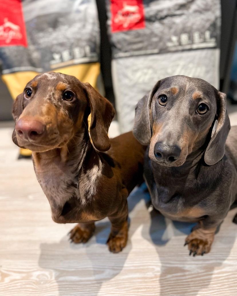 Can a Dachshund Puppy Be Raised with Cats