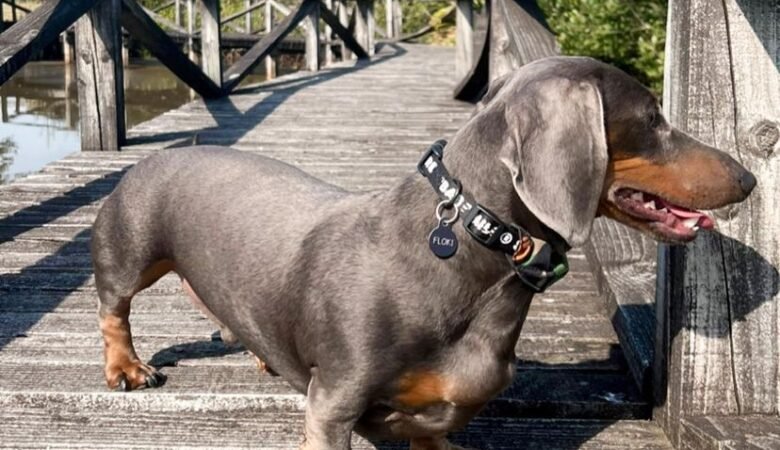 Are Dachshunds good apartment dogs