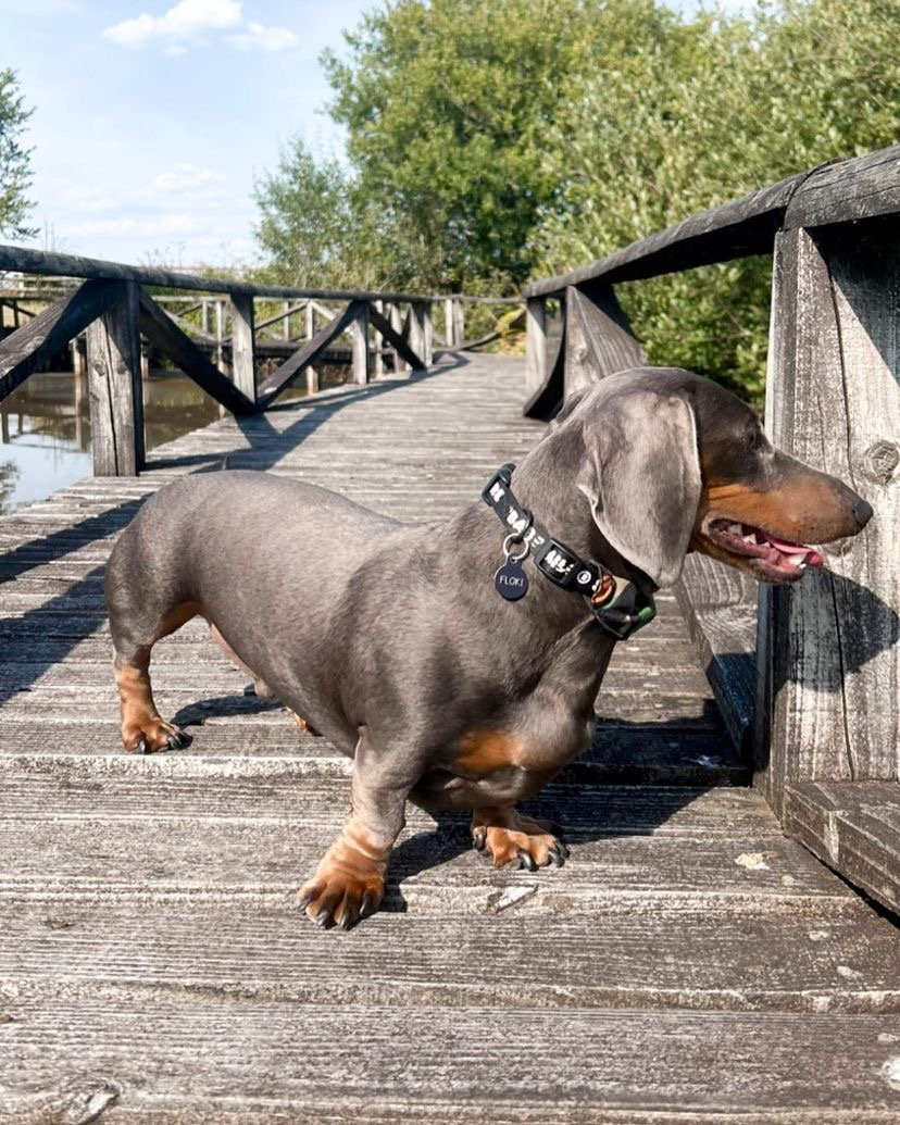 Are Dachshunds good apartment dogs