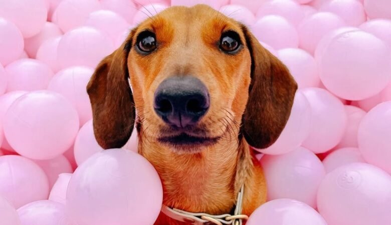Can I take my Dachshund puppy camping or hiking