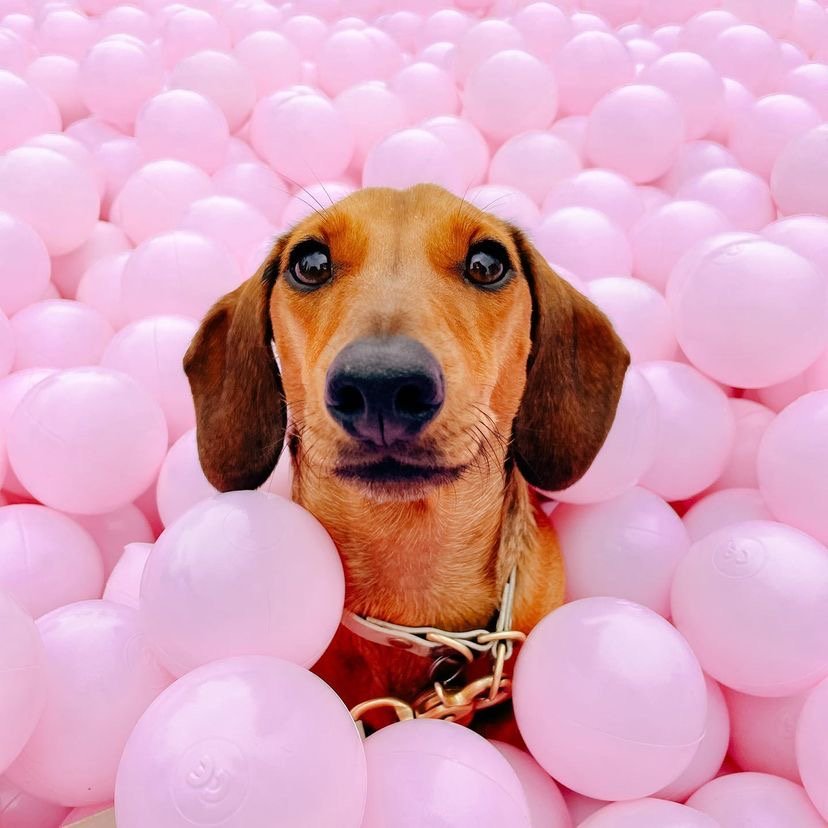 Can I take my Dachshund puppy camping or hiking