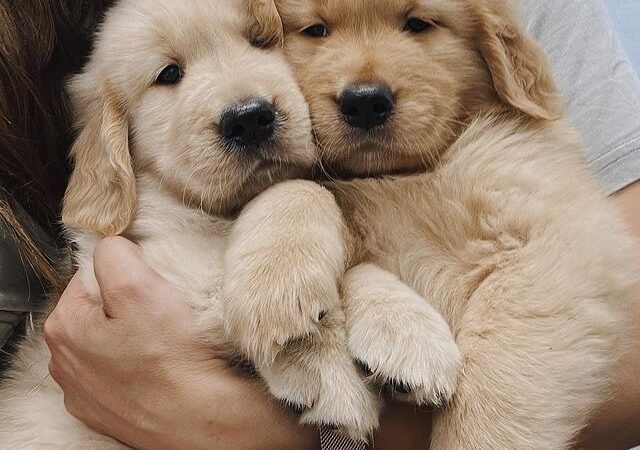 What are the most common emergency costs for Labradoodle owners