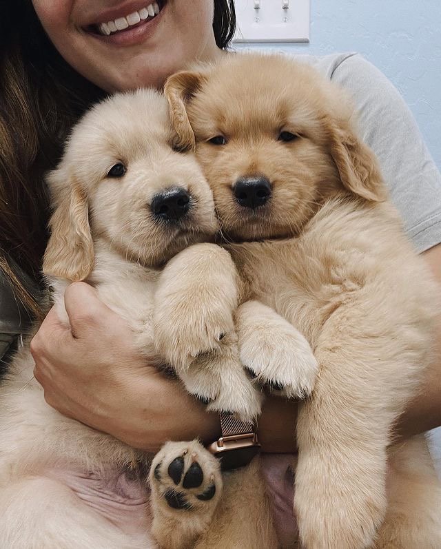 What are the most common emergency costs for Labradoodle owners