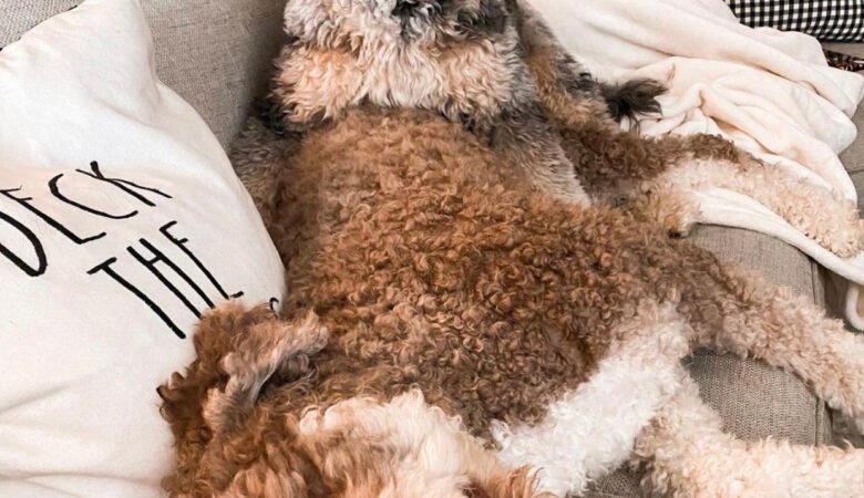 How much does grooming typically cost for a young Labradoodle