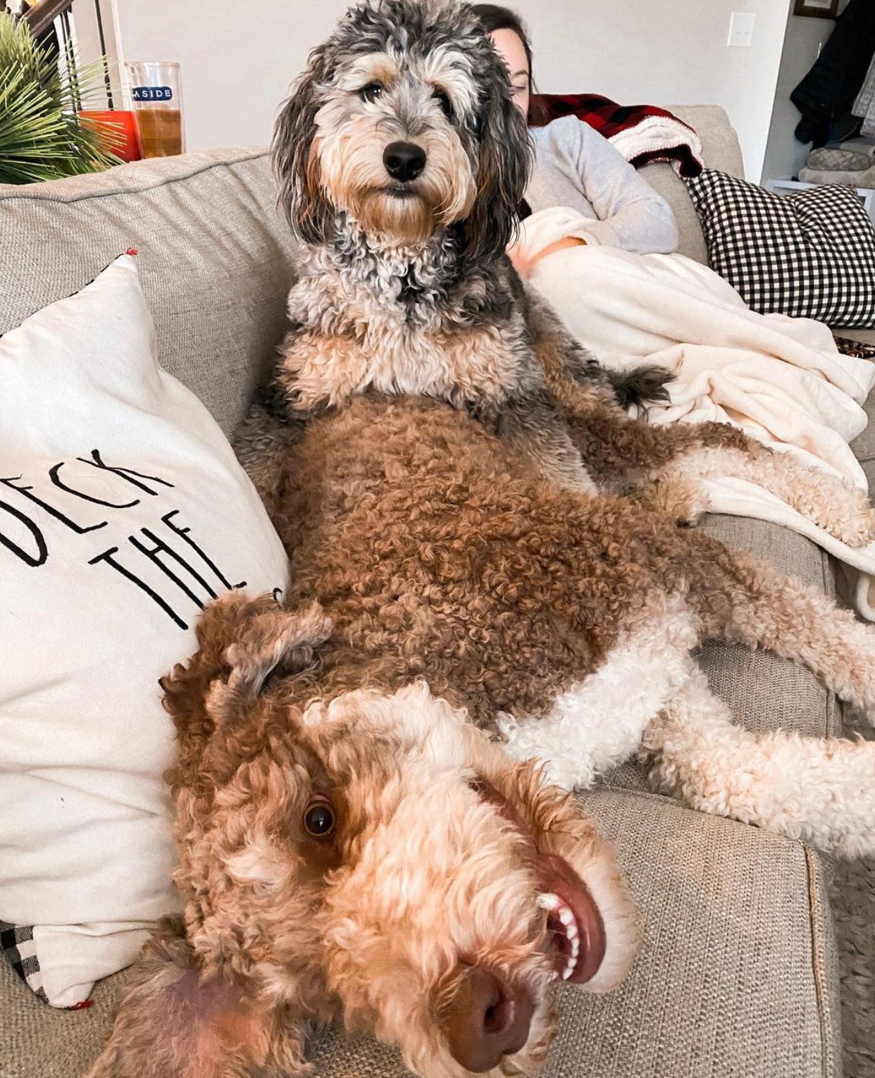 How much does grooming typically cost for a young Labradoodle