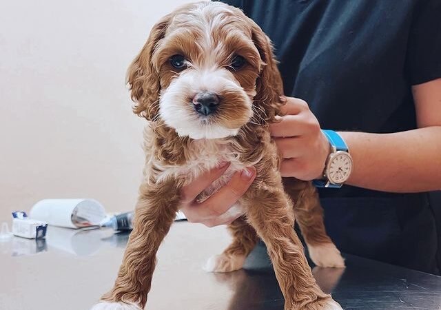 Do Labradoodles handle heat well, or are they prone to overheating