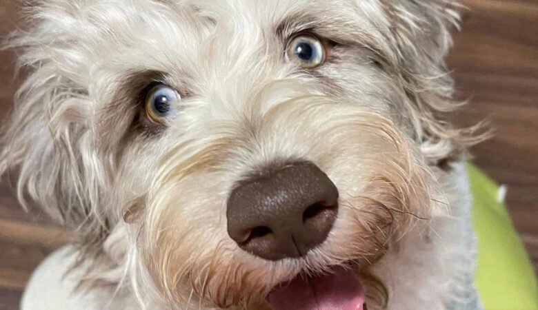 Should I trim my Labradoodle’s coat in the summer
