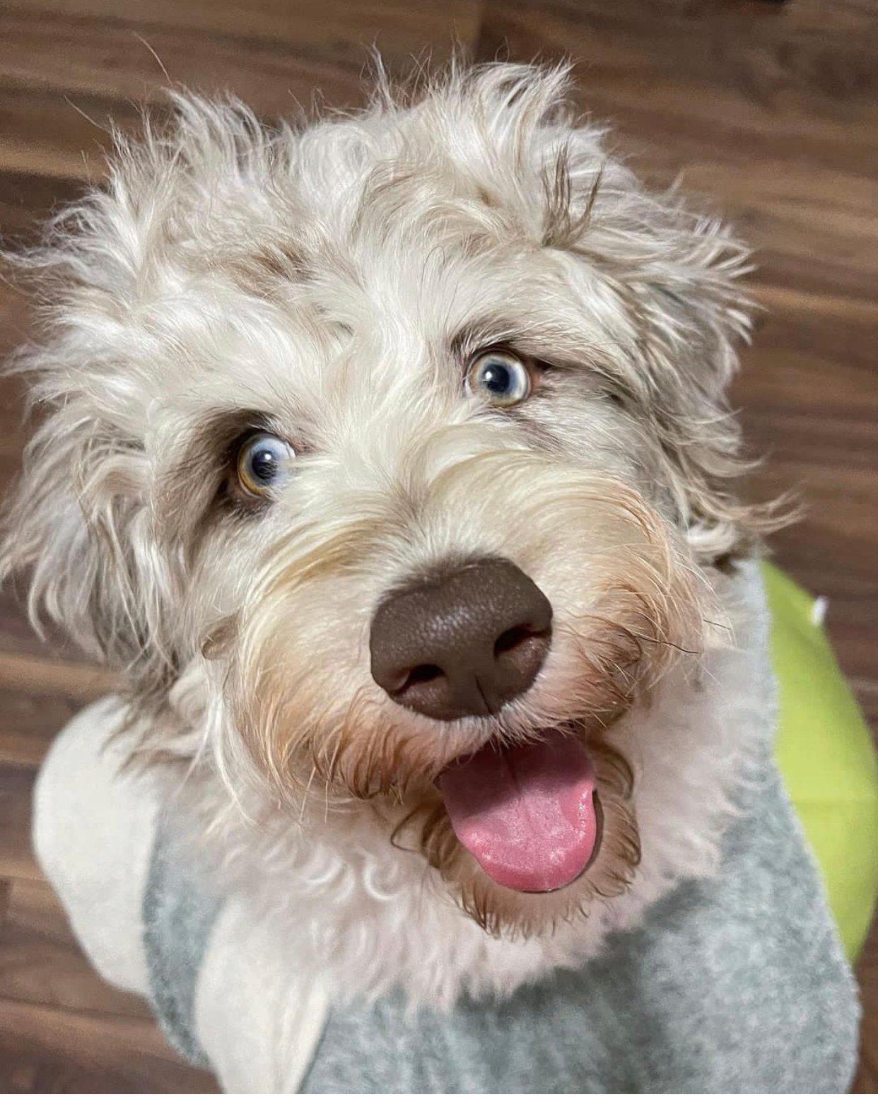 Should I trim my Labradoodle coat in the summer