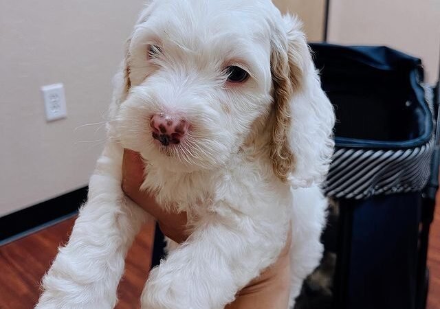 Are Labradoodle puppies okay in rainy or muddy weather