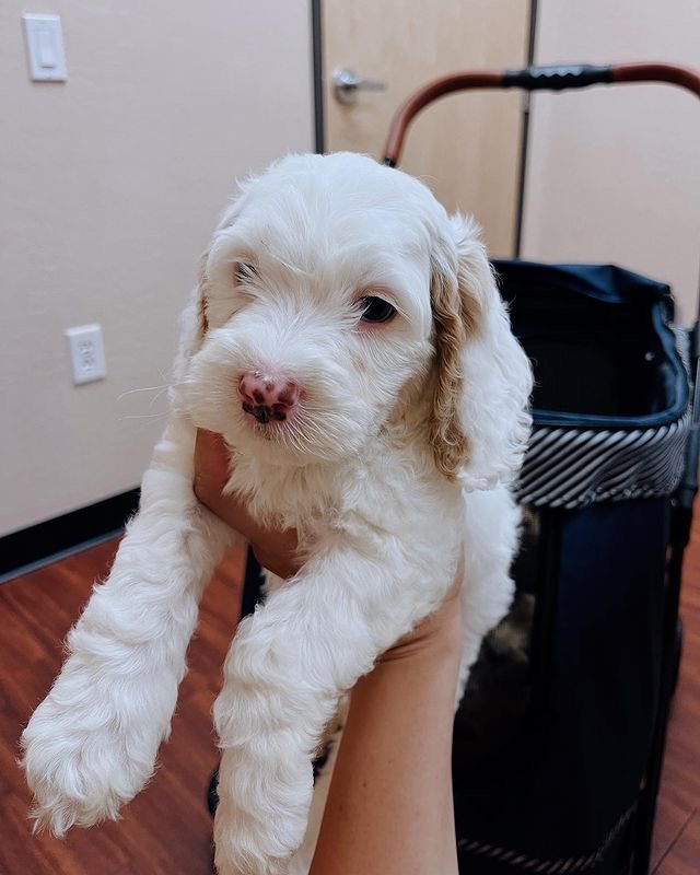 Are Labradoodle puppies okay in rainy or muddy weather