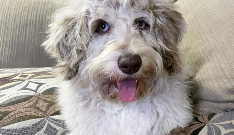 What are the hidden costs of owning a Labradoodle puppy